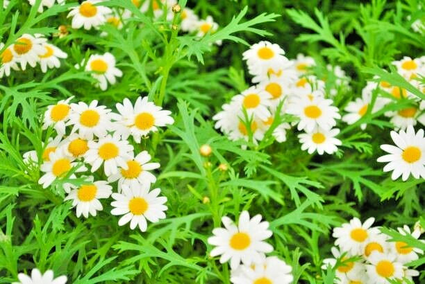 125 CREEPING DAISY SEEDS | 2026 SALE FREE SHIPPING NON GMO HEIRLOOM