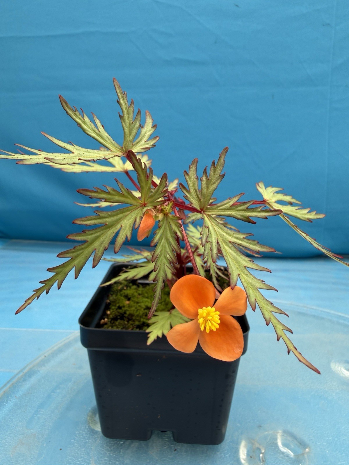 Begonia sutherlandii Fern-like Leaves 4” Pot Shade Easy Care Windowsill