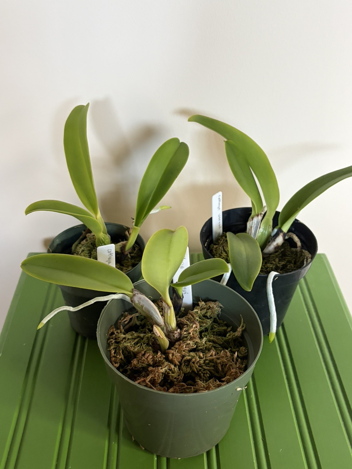 Cattleya warneri FRAGANT large-flowered spring-blooming orchid species SEEDLING