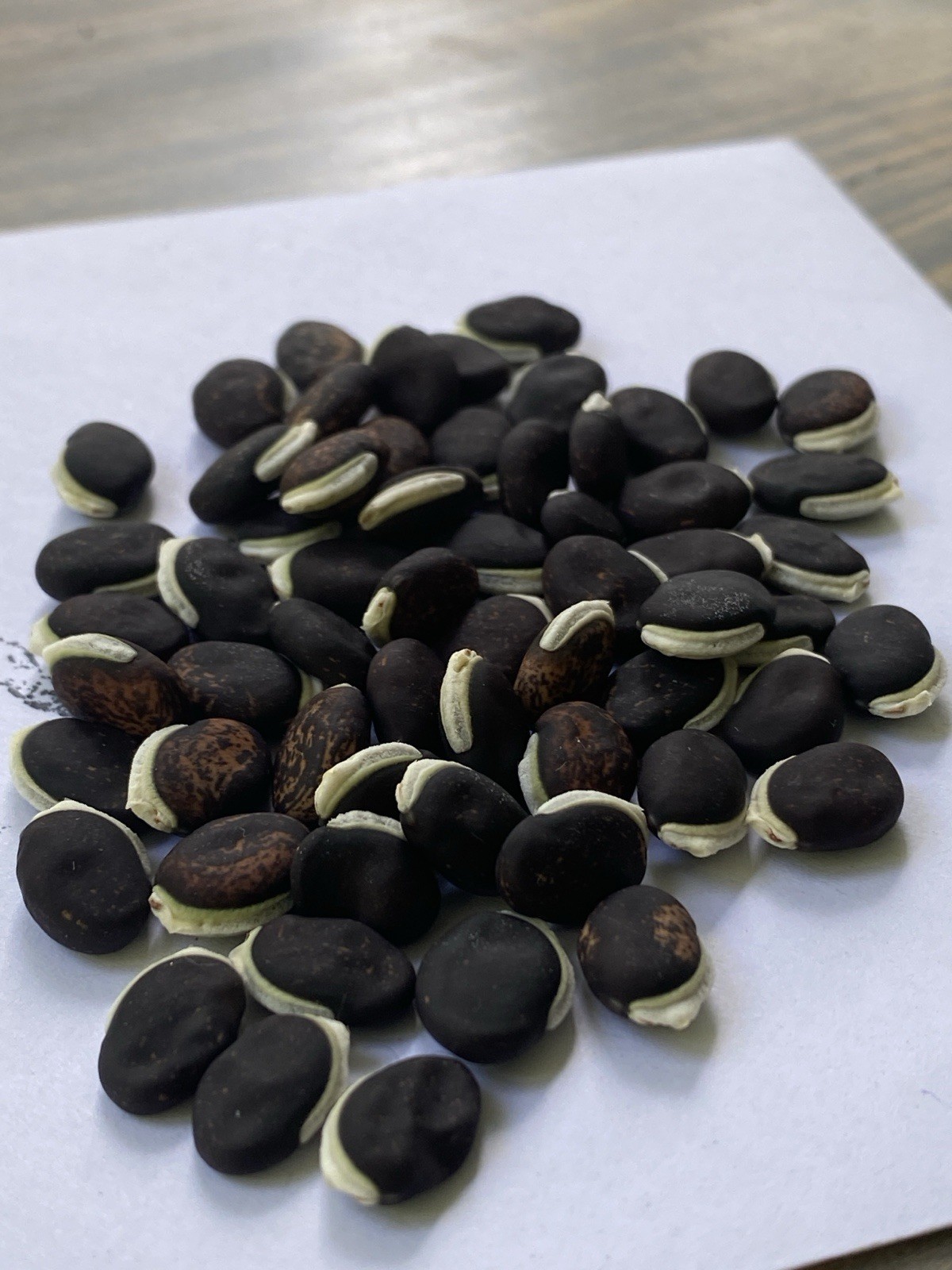 Purple Hyacinth Bean Vine Seeds 15 Pack (Lablab purpureus, Dolichos lablab)