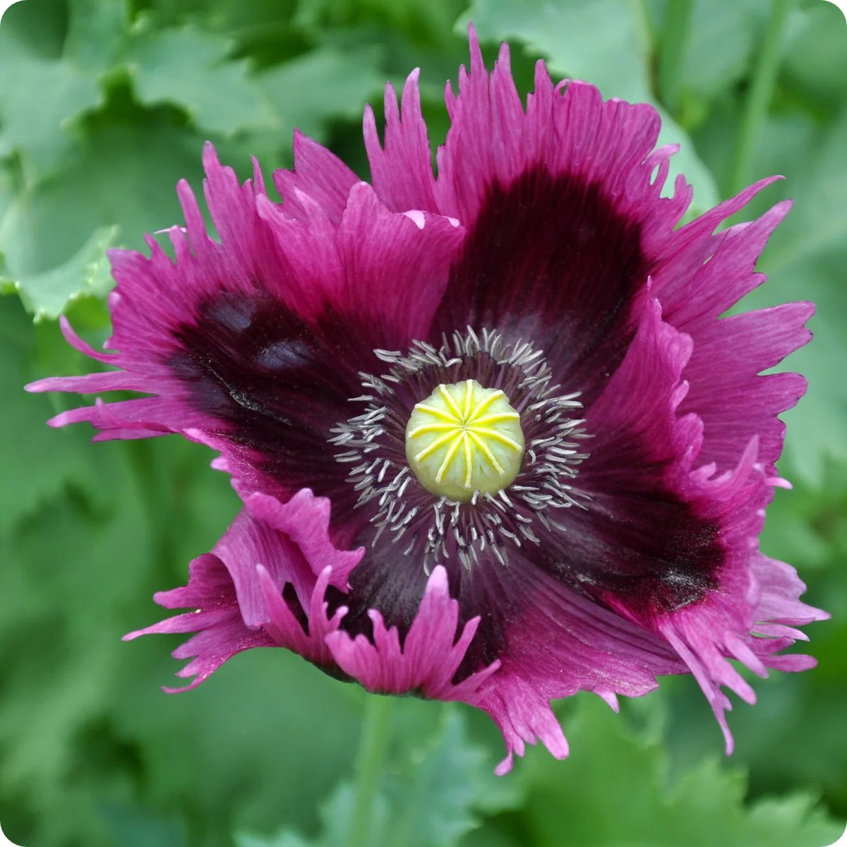 1,000 Rare Afghan Laciniated Poppy Seeds P. Somniferum Fringed & Serrated Blooms