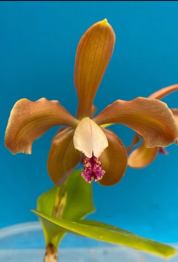 Cattleya porphyroglossa Amber Purple White Multifloral Species Orchid Eros 2” Pt