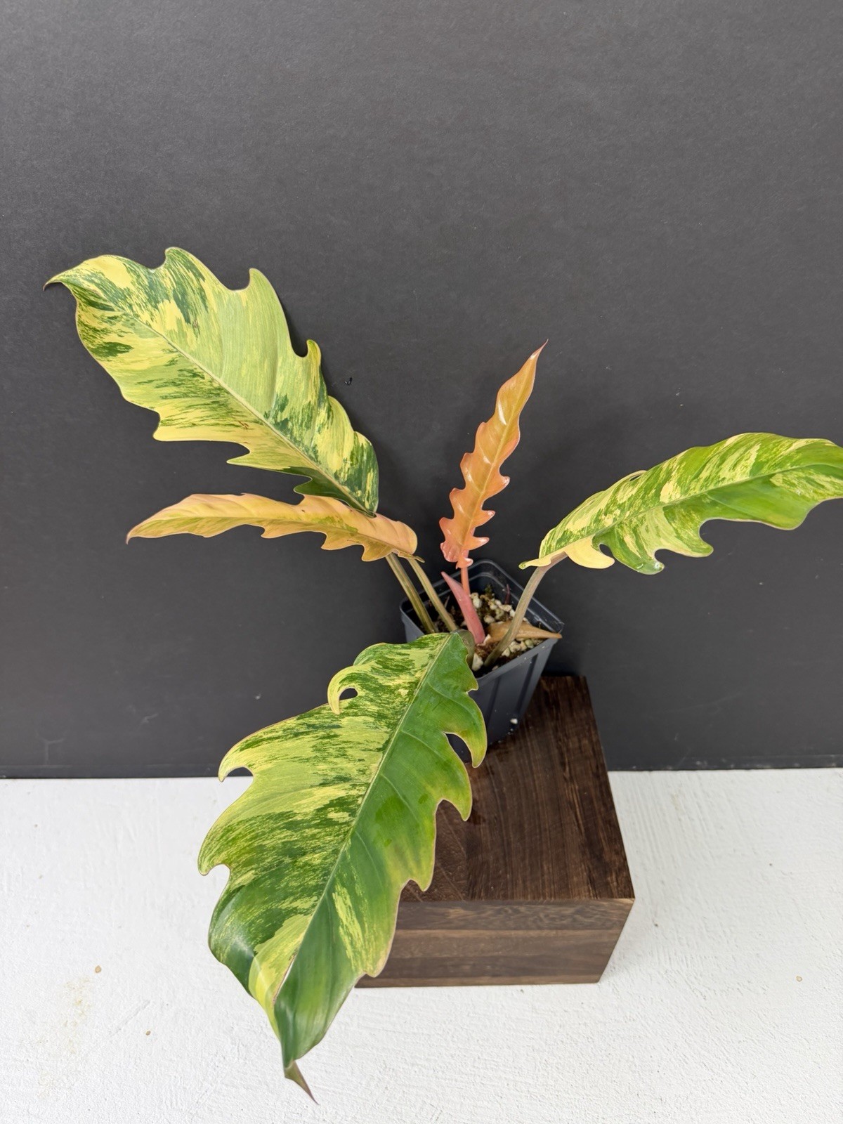 Philodendron Caramel Marble Highly Variegated Plant