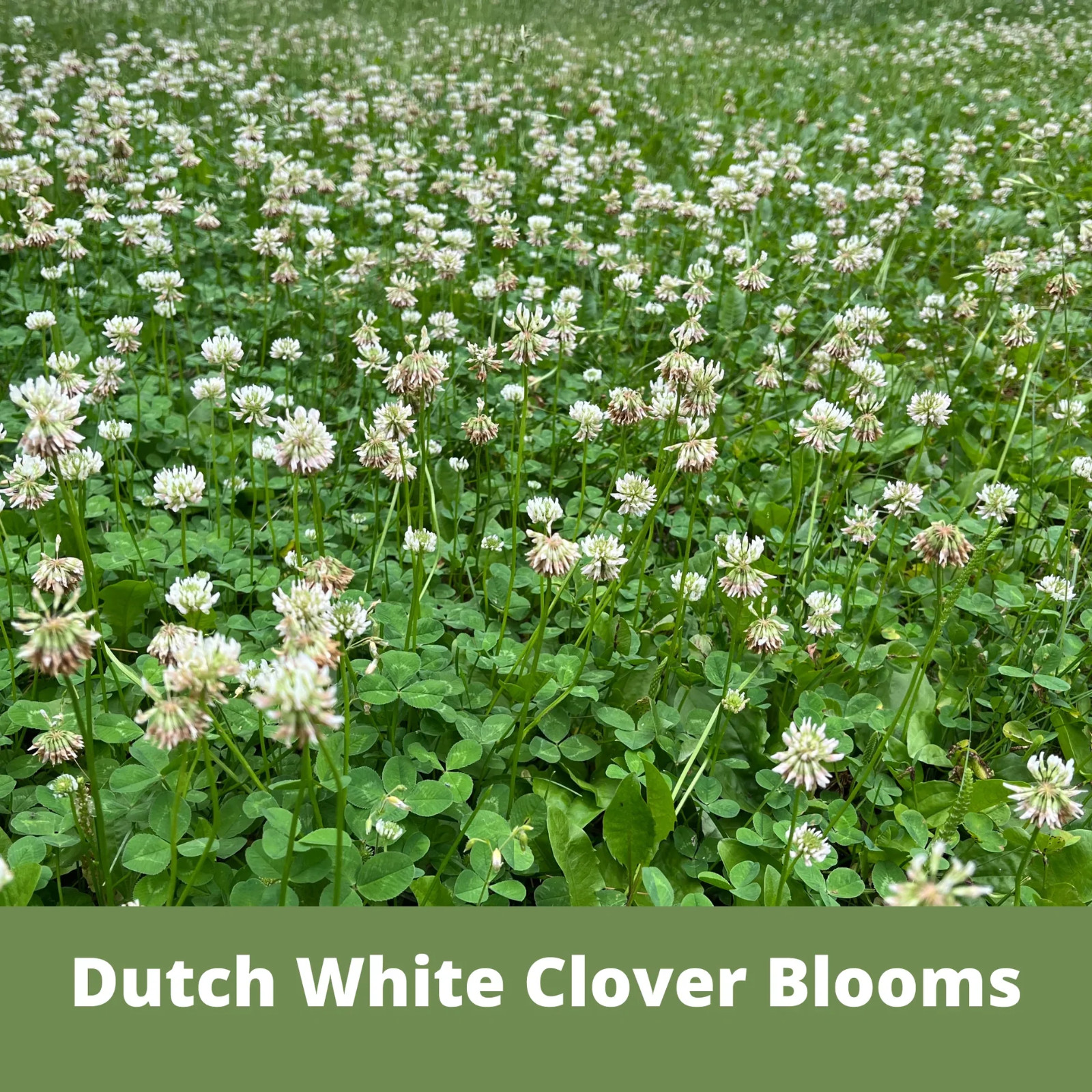 20lbs dutch white clover seed coated and inoculated800,000+ seeds/lb