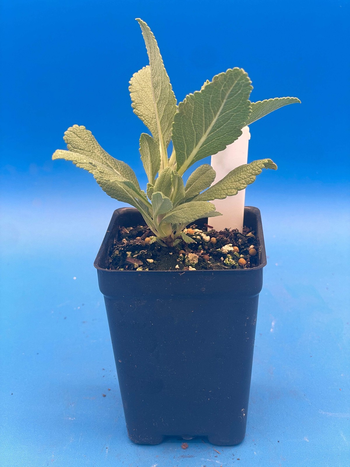 White Sage Live Starter Plant – Salvia Apiana – Make Smudge Sticks!