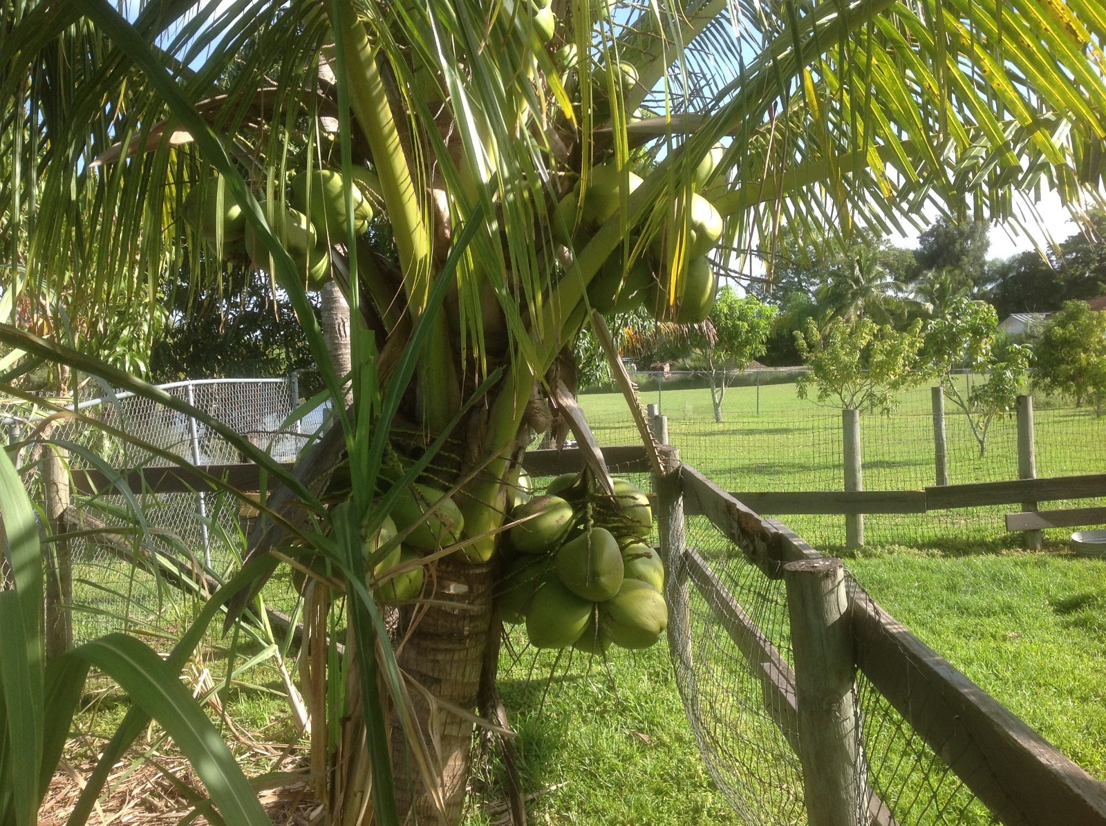3 Fresh Whole Dry Coconut With Water For Shell/Bowl/Coir/Husk Fiber.