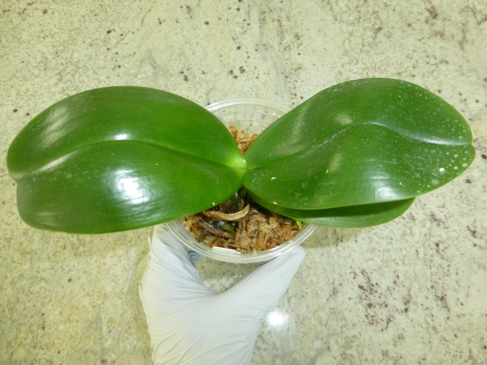 Orchid Phalaenopsis Phal. Mituo Sunrise “Snow Red” x Mituo Blue Cat In 3″ Pot