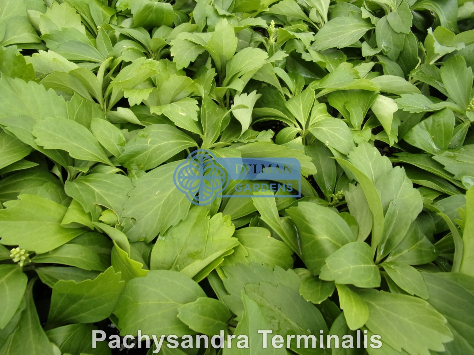 Japanese Spurge Plants (Pachysandra terminalis) Carpet Box – Multiple Sizes