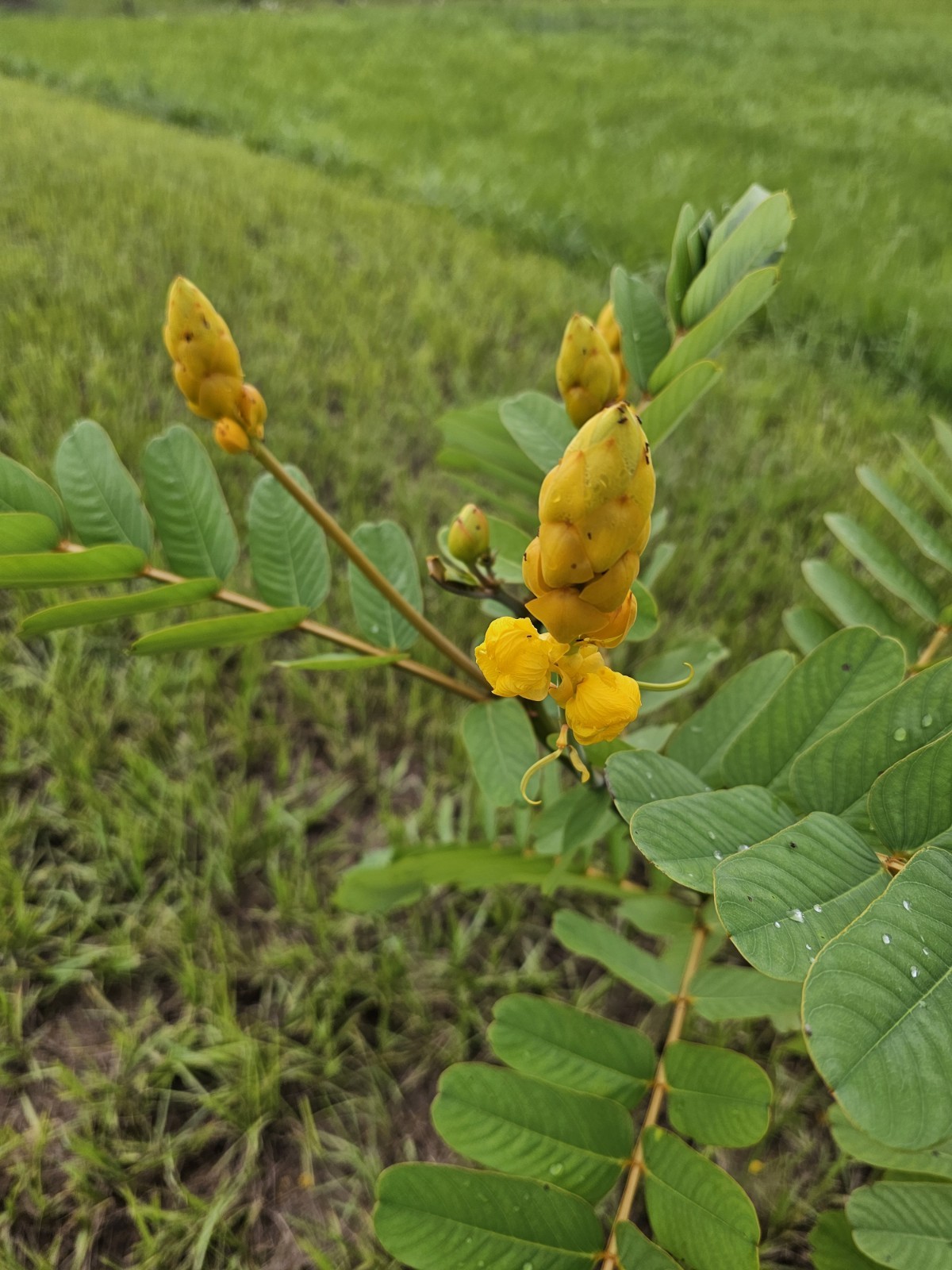 30 CANDLE BUSH SEEDS Cassia Alata Senna Tree Plant “SULPHUR BUTTERFLY HOST”