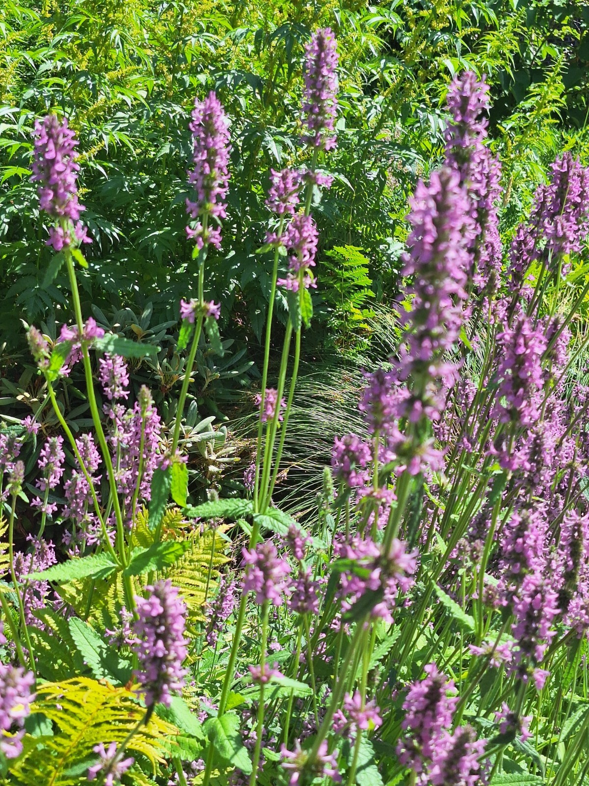 AGASTACHE 200 SEEDS, HYSSOP, PINKISH-PURPLE FLOWERS, HARDY PERENNIAL