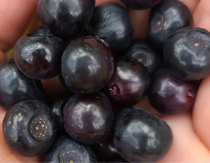 125 Huckleberry Seeds, USA Seller Free Shipping Fruit Seeds Fragrant