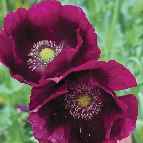 2,500 Organic Lauren’s Grape Papever Somniferum Poppy Seeds Great Reseller Pack