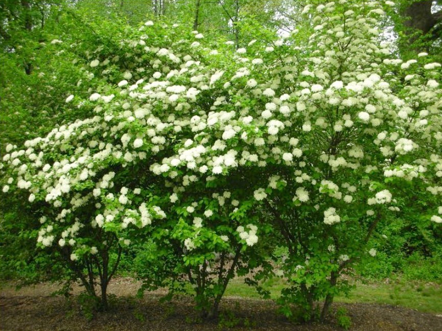 Blackhaw Virbunum Tree – 6-12″ Tall – 4″ Pot – White Cluster Flower – Zones 3-9