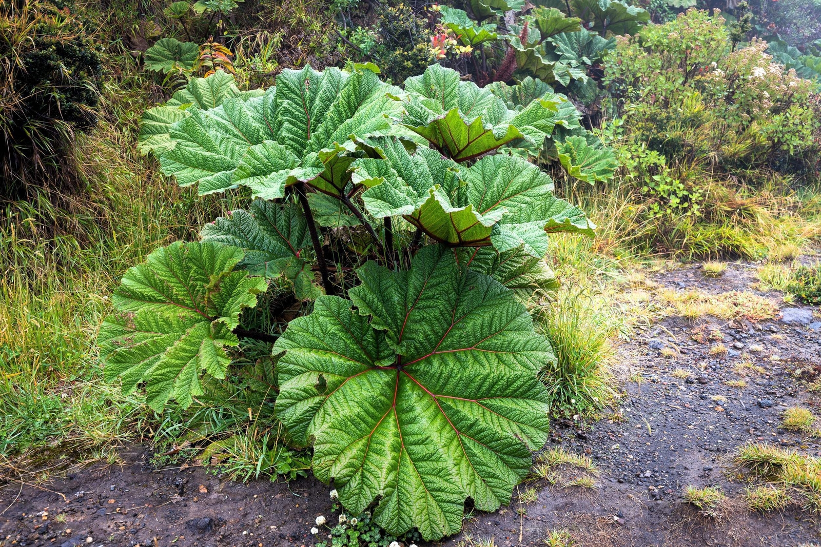 10 GUNNERA INSIGNIS Giant Rhubarb (Leaves to 6′, Red Flower Spikes to 3′) Seeds