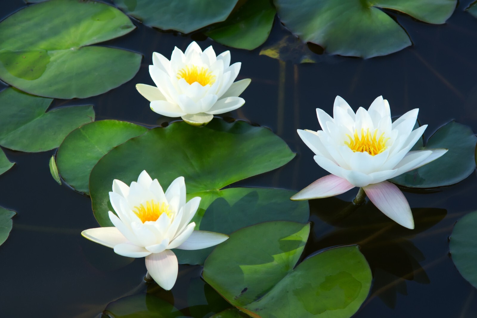 Live Hardy Water Lily Tubers Aquatic Pond Plants Lilies Multiple Colors Avail