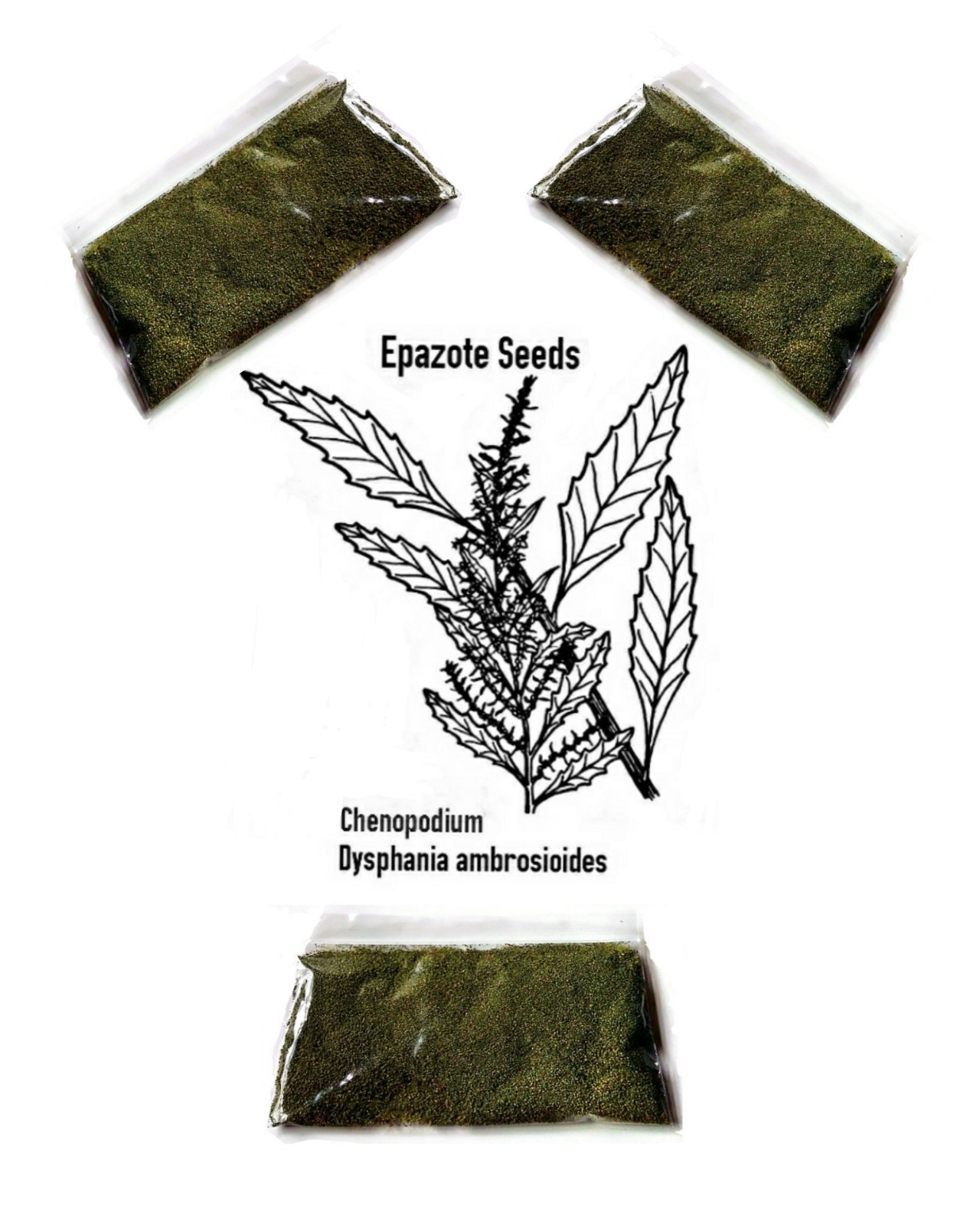 (3) 1 Oz. Packages-Organic Epazote Herb Bulk Seeds