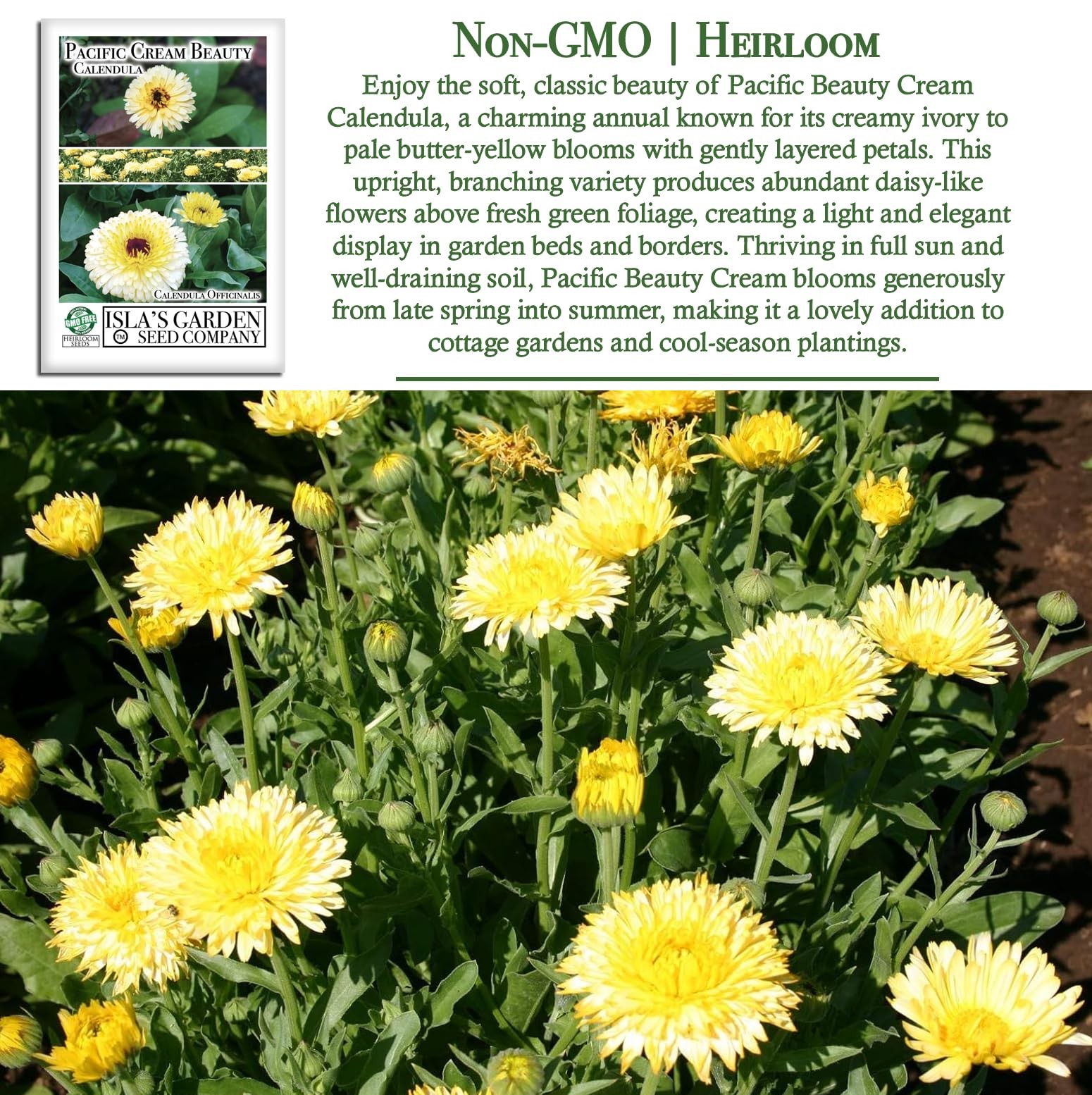 Pacific Beauty Cream Calendula Seeds (Calendula officinalis) – 250+