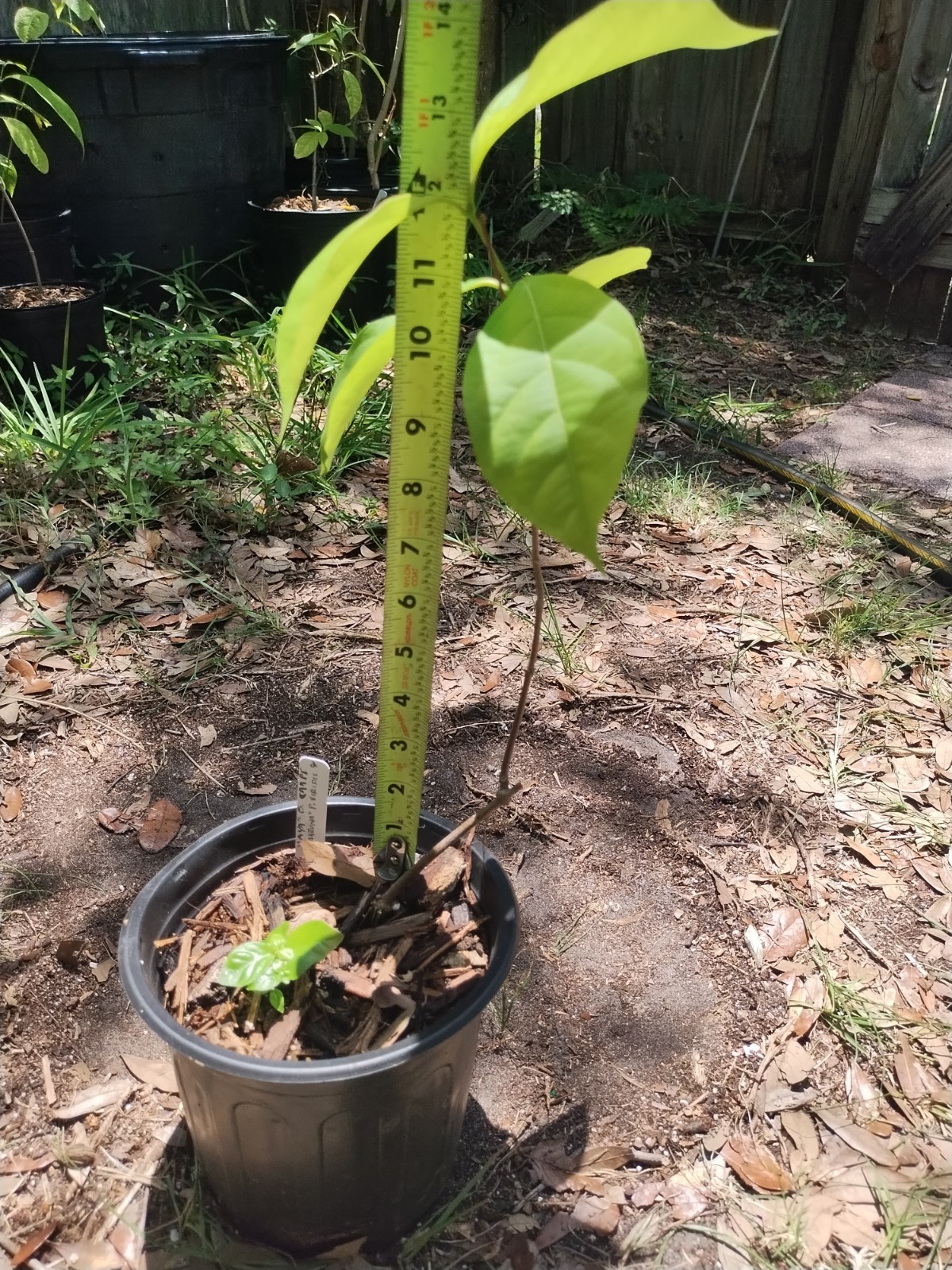 2 Plant Combo South American Psychotria V. And B. Caapi Plant In Same Pot # 2