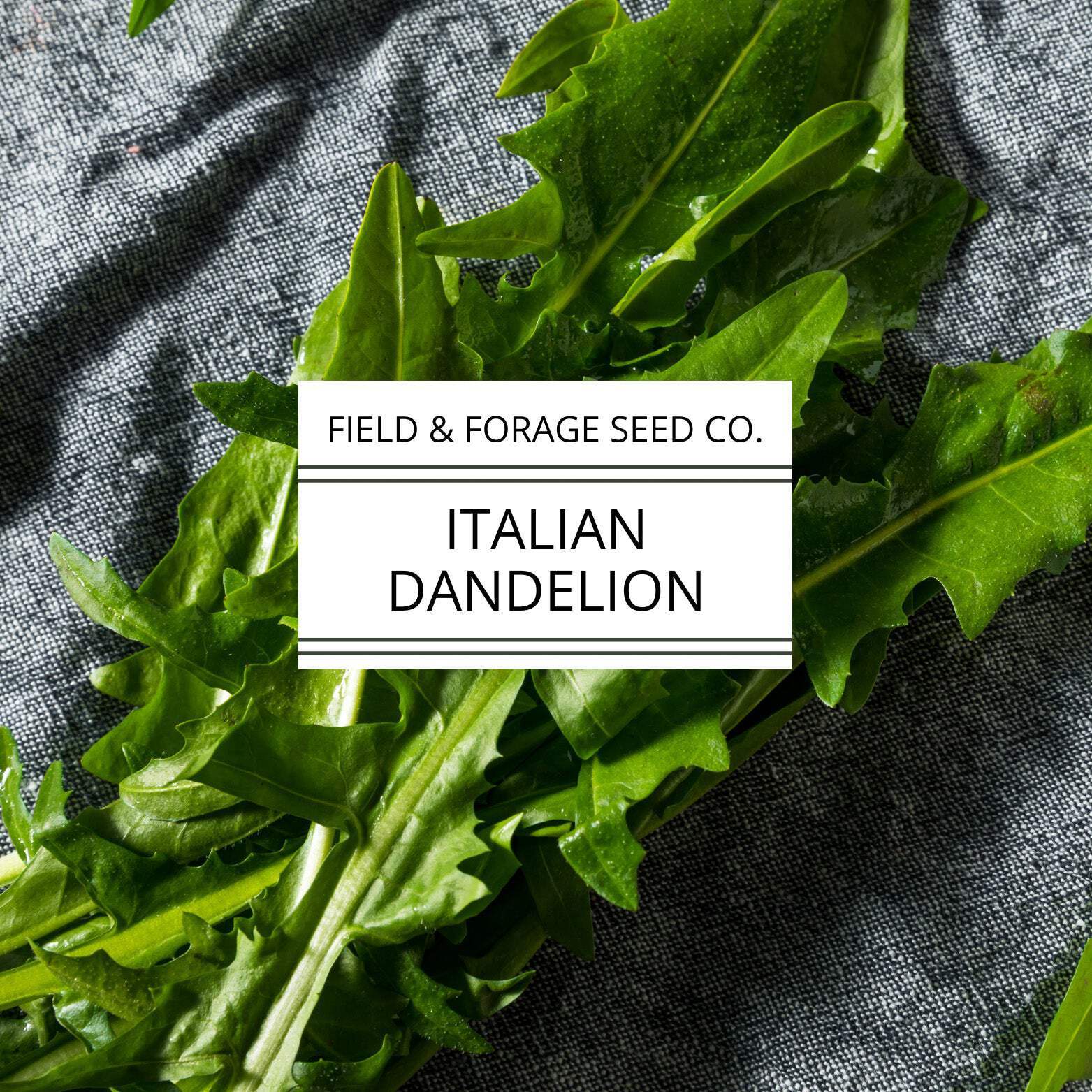 Italian Dandelion | Cichorium intybus | Heirloom Bitter Green | Non-GMO | 100 Se