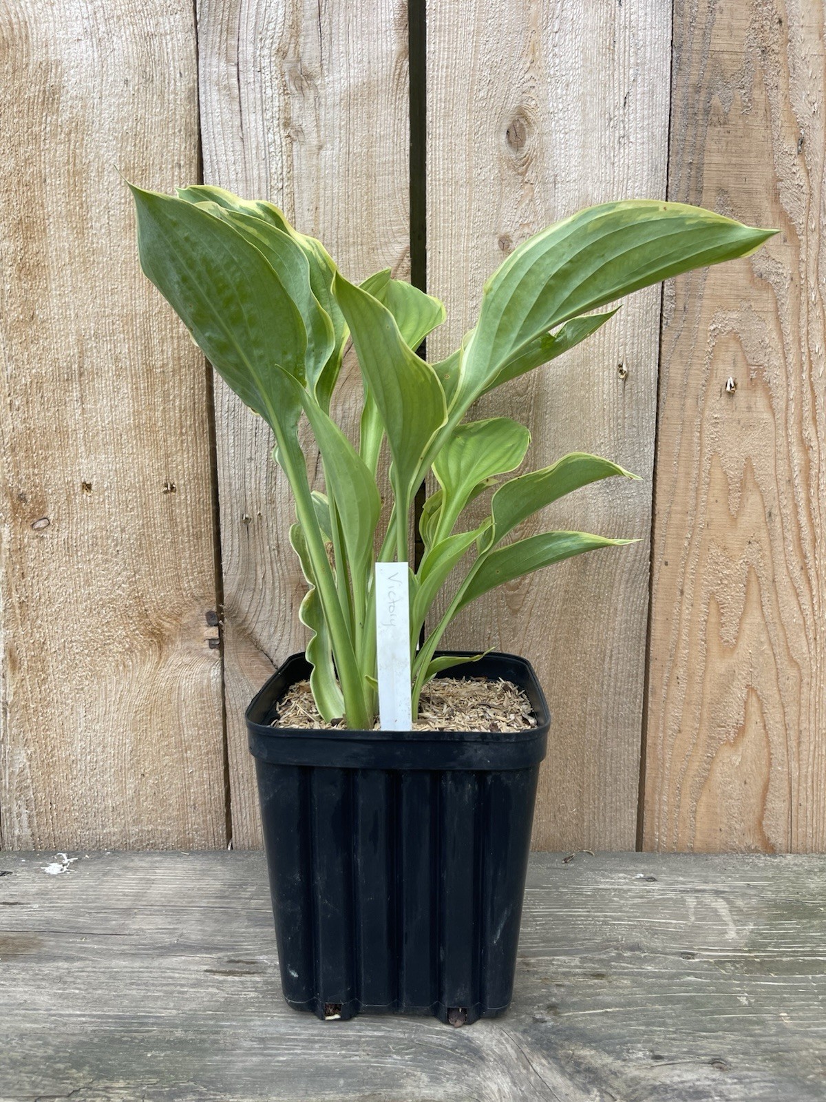Hosta ‘Victory’ Plant 1gal Pot Large Marbled Yellow Green White Upright Foliage!