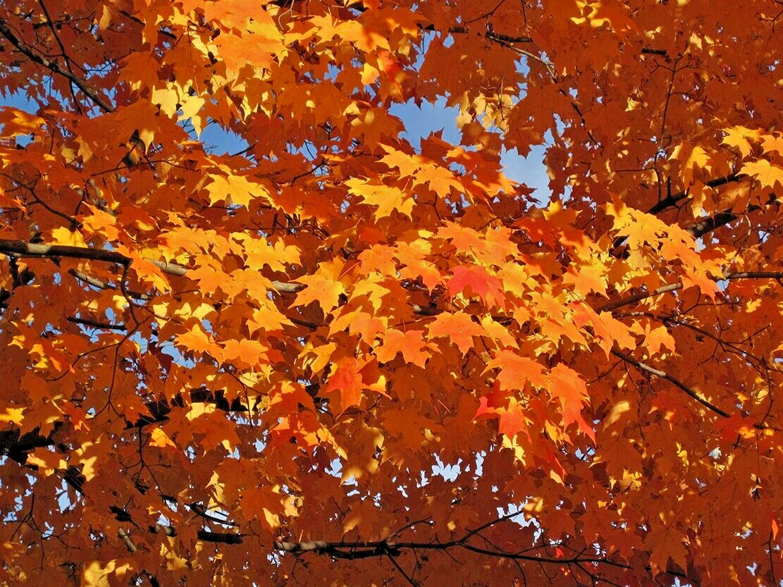Northern Sugar Maple Tree | Premium Seeds | Acer saccharum ‘Fall’ | Plants’®