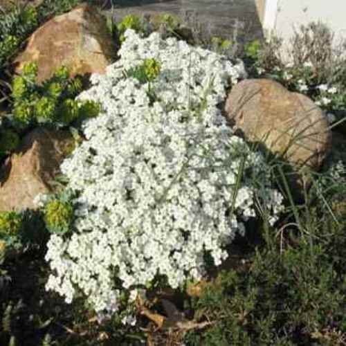 10000 Seeds Arabis Rock Cress Drought Tolerant Ground Cover Plant Seed