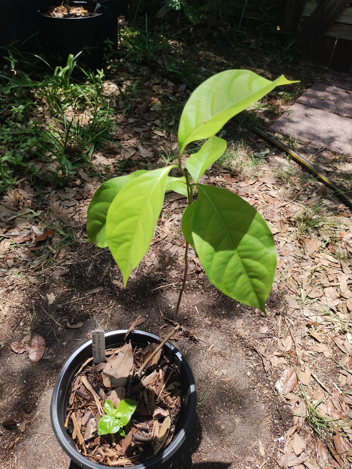 2 Plant Combo South American Psychotria V. And B. Caapi Plant In Same Pot # 2