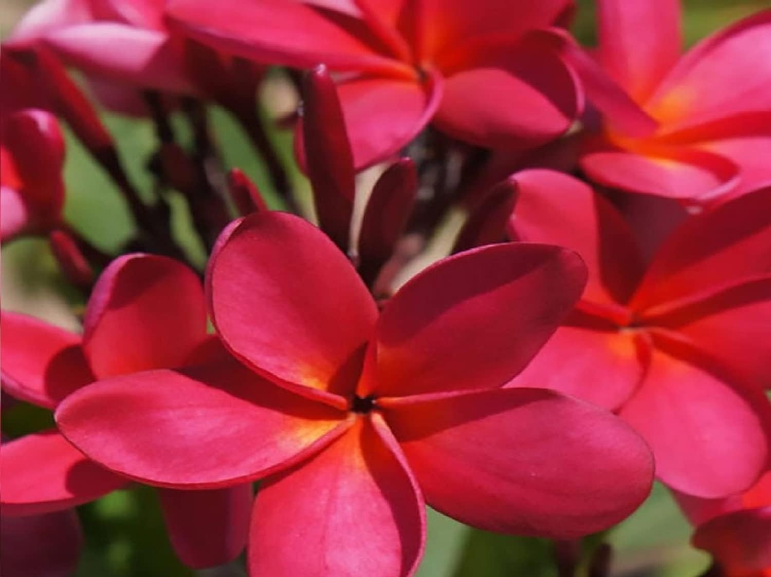 HAWAIIAN MIXED PLUMERIA FRANGIPANI PLANT CUTTINGS – FRAGRANT EASY TO GROW