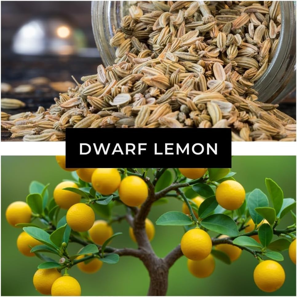 Exotic Lemon Bonsai Tree Seeds – 20 Rare Organic Fruit Patio Garden Cultivation