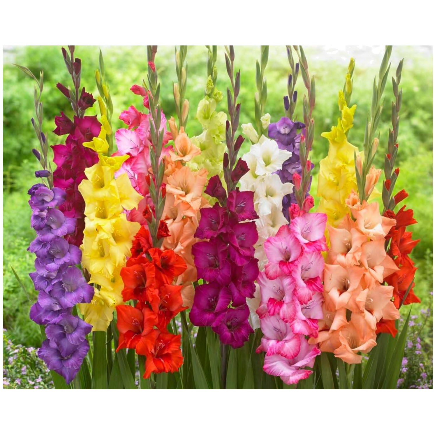 Mixed Gladiolus Corms – Vibrant Colors