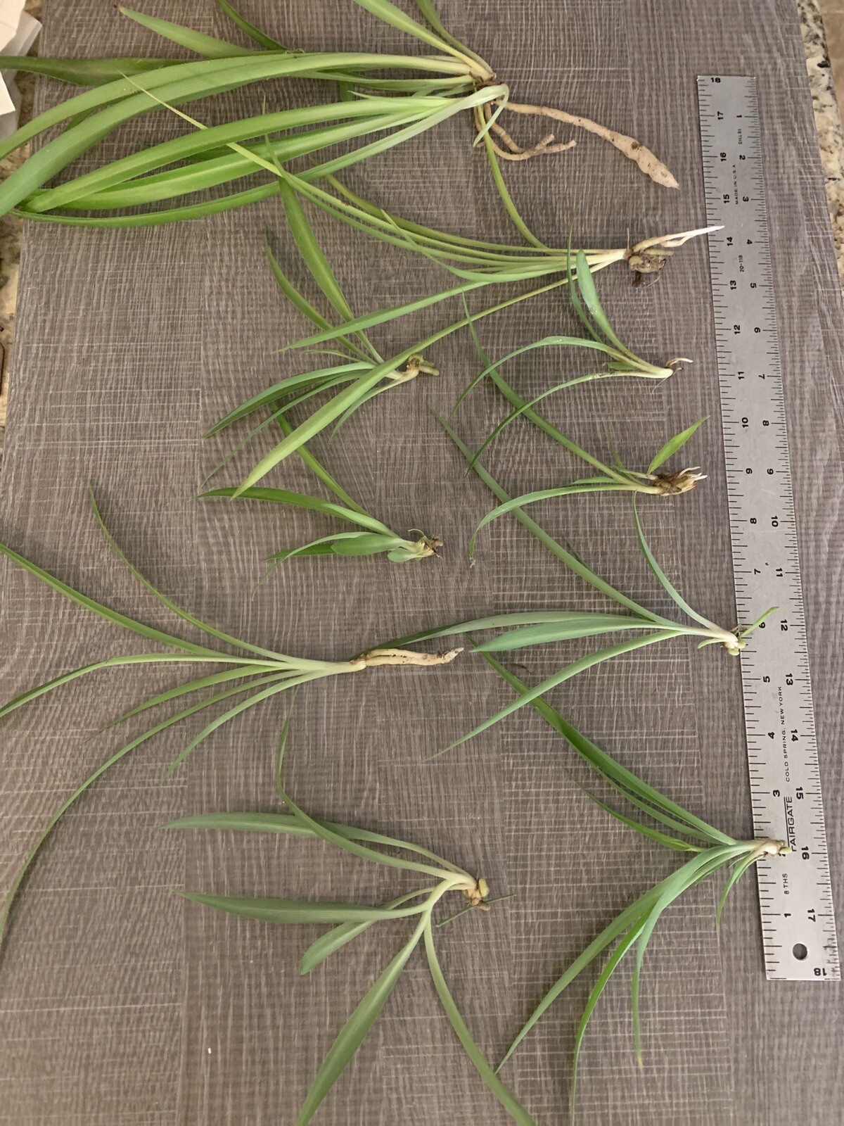 Spider Plant 10 Ready to Root Plants Easy Care Cleans Indoor Air