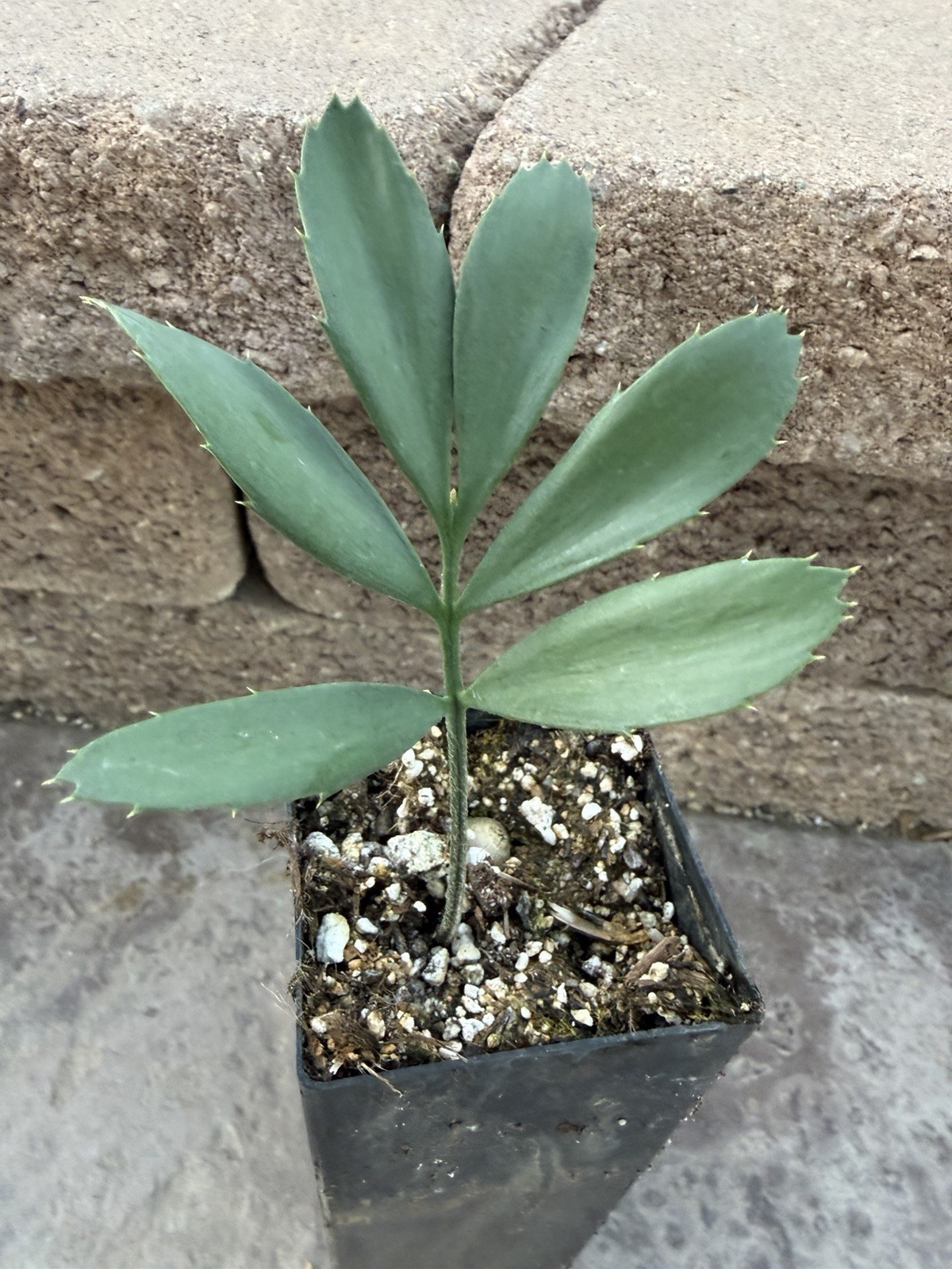 Encephalartos Ferox Zululand Cycad SHADE Plant Red Cone ICE BLUE CYCADS NURSERY