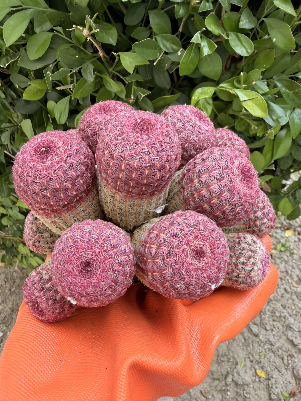 Rare Cactus Cluster