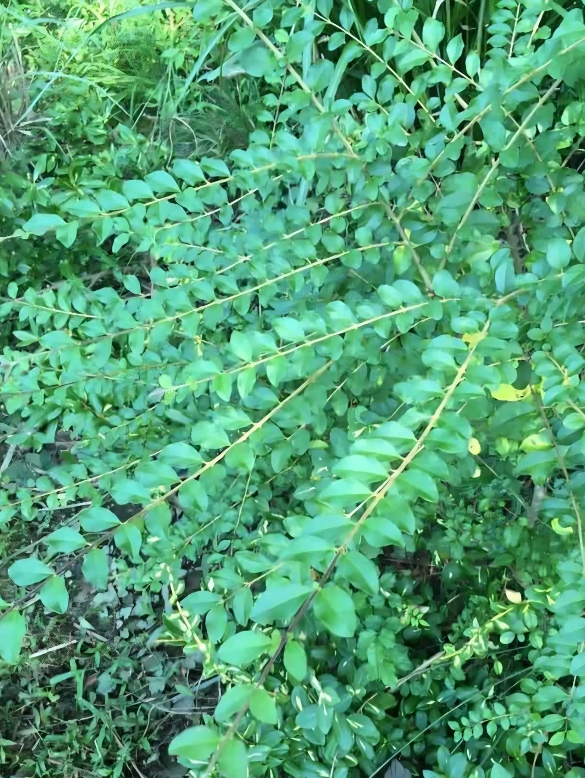 Organic Dry Chinese Privet Leaves