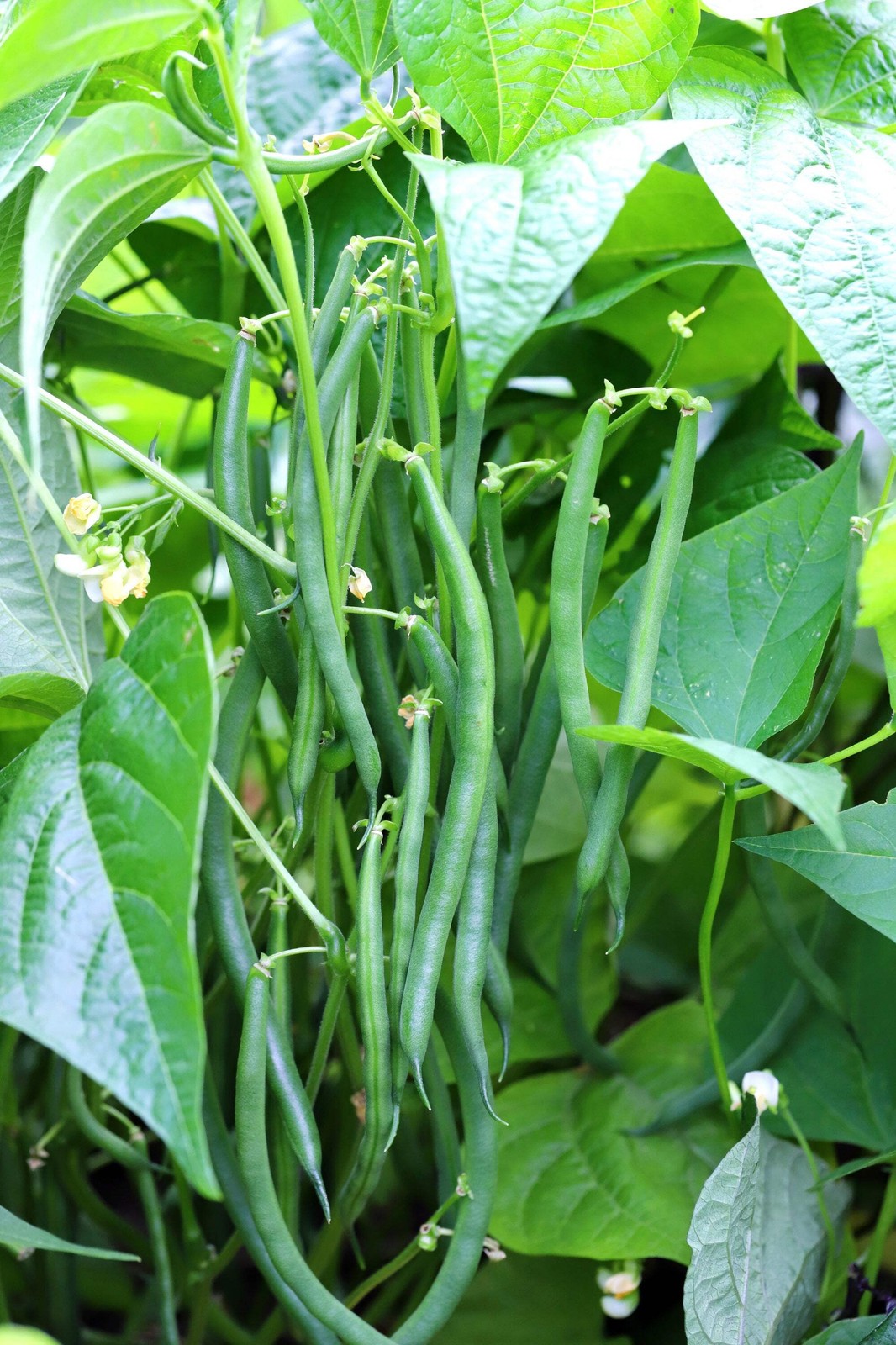 50 GREENCROP BEAN Phaseolus Vulgaris Vegetable Seeds