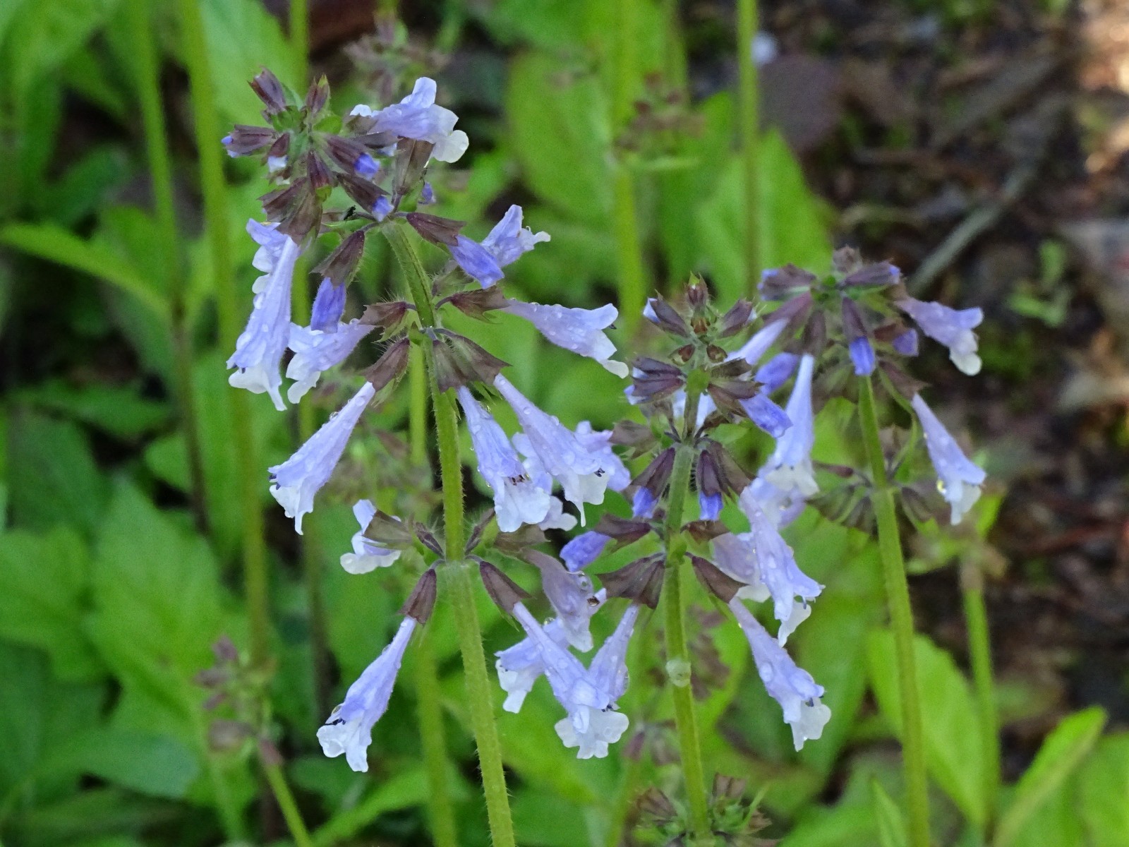 Lyreleaf Sage Salvia Lyrata Native 300 seeds Fresh From 2023 for Hummingbirds