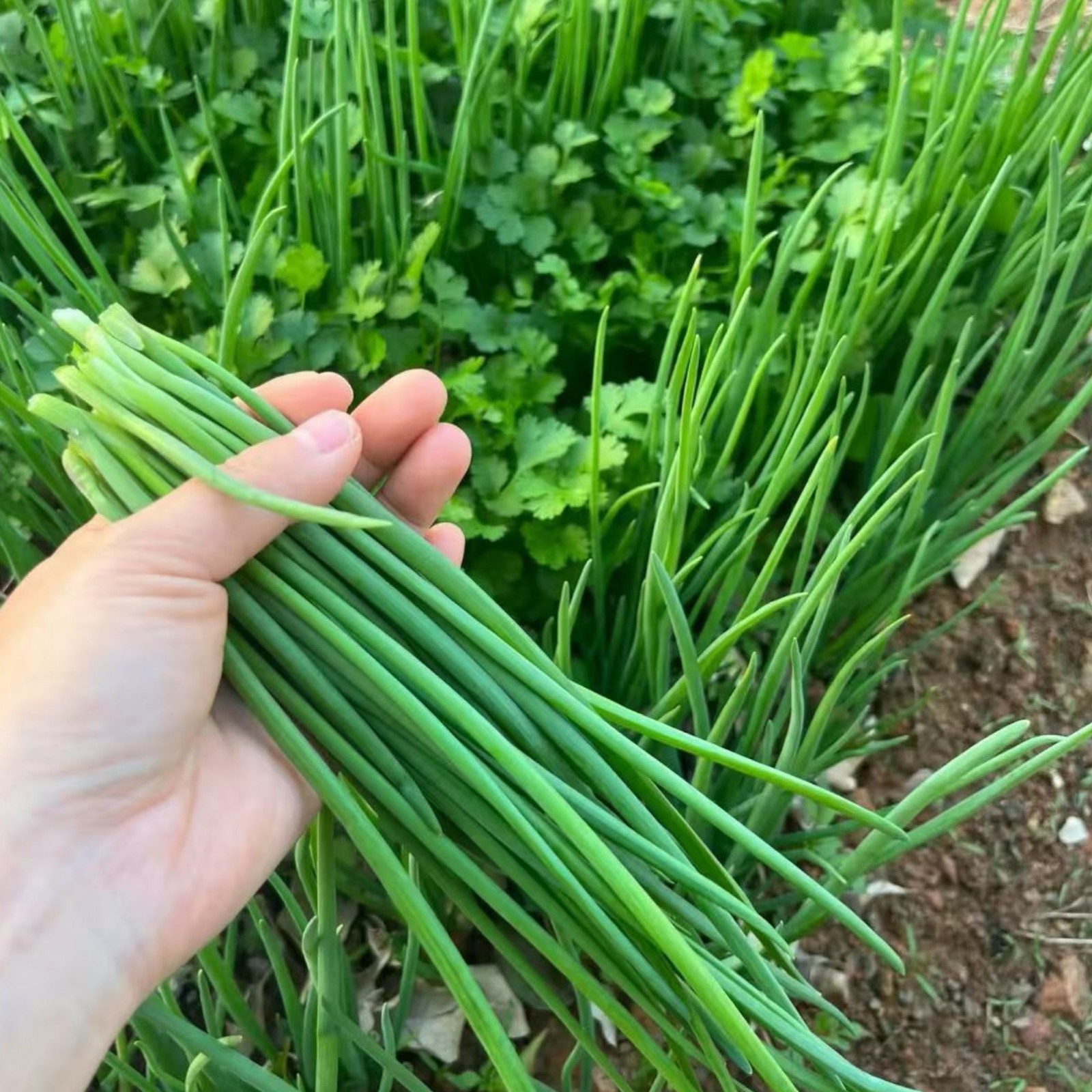 1000 Green Onion Seeds – Easy-to-Grow Scallions for Kitchen Garden or Containers