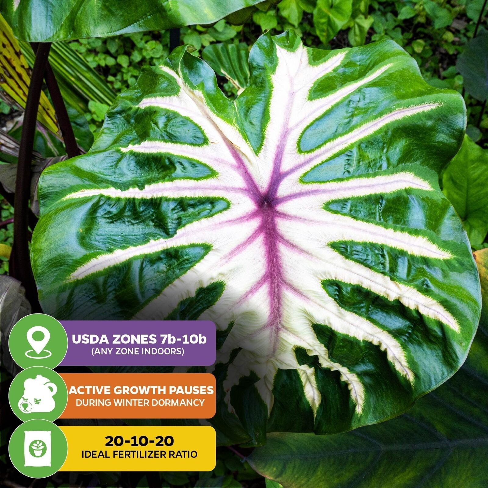 Waikiki Elephant Ear – Colocasia esculenta – Live Plant