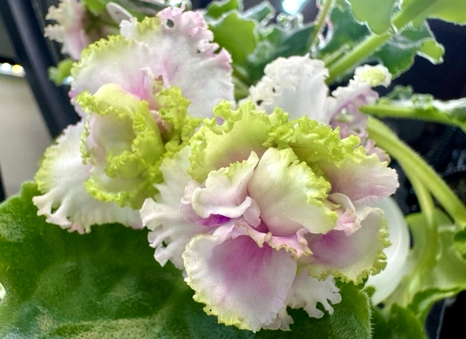 African Violet LE Green Rose Starter