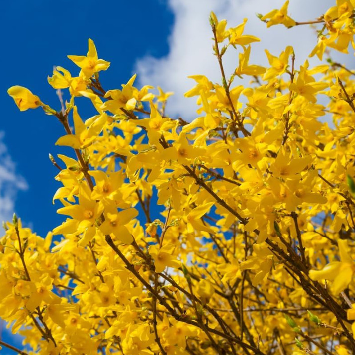 Live Lynwood Gold Forsythia Plant – 6–12” Tall – 4” Pot – Flowering Shrub