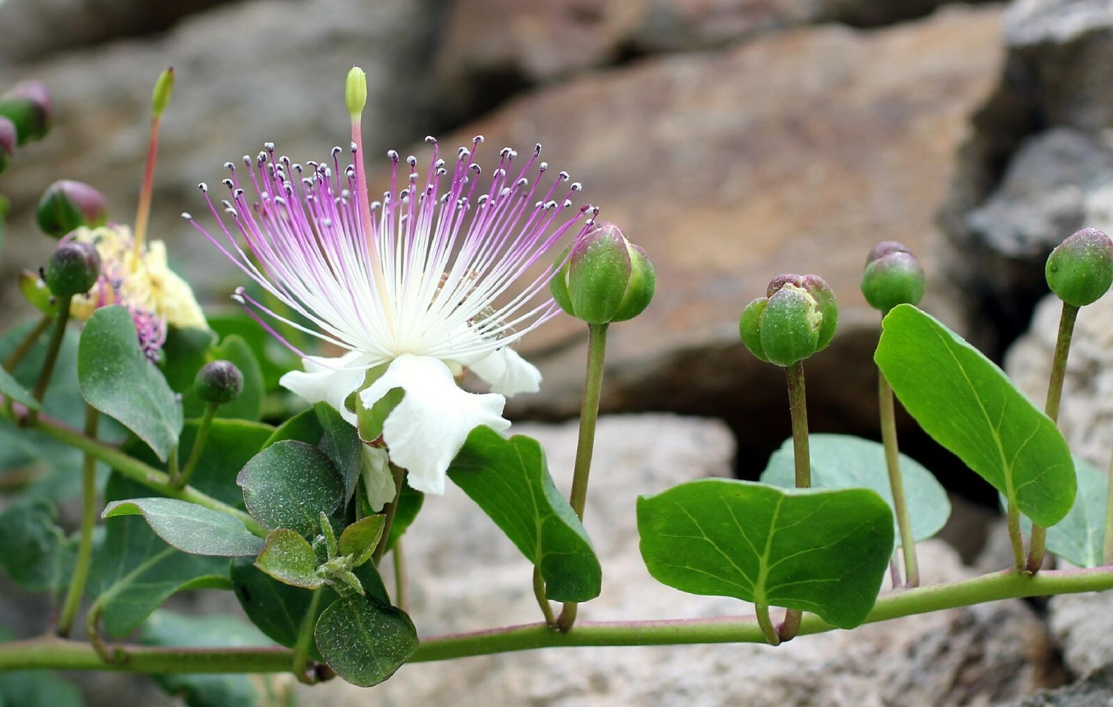 Caper Bush {Capparis Spinosa} | 25+ Seeds | Free US Shipping!