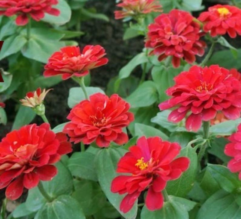 100+ Cherry Queen Zinnia Seeds **Fresh Seeds** ~~Free Shipping~~