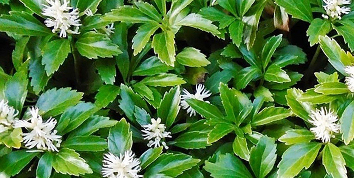 150 Pachysandra – terminalis ground cover plants