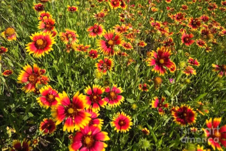 INDIAN BLANKET FLOWER 300+ Seeds Perennial Gaillardia Aristata Native Wildflower