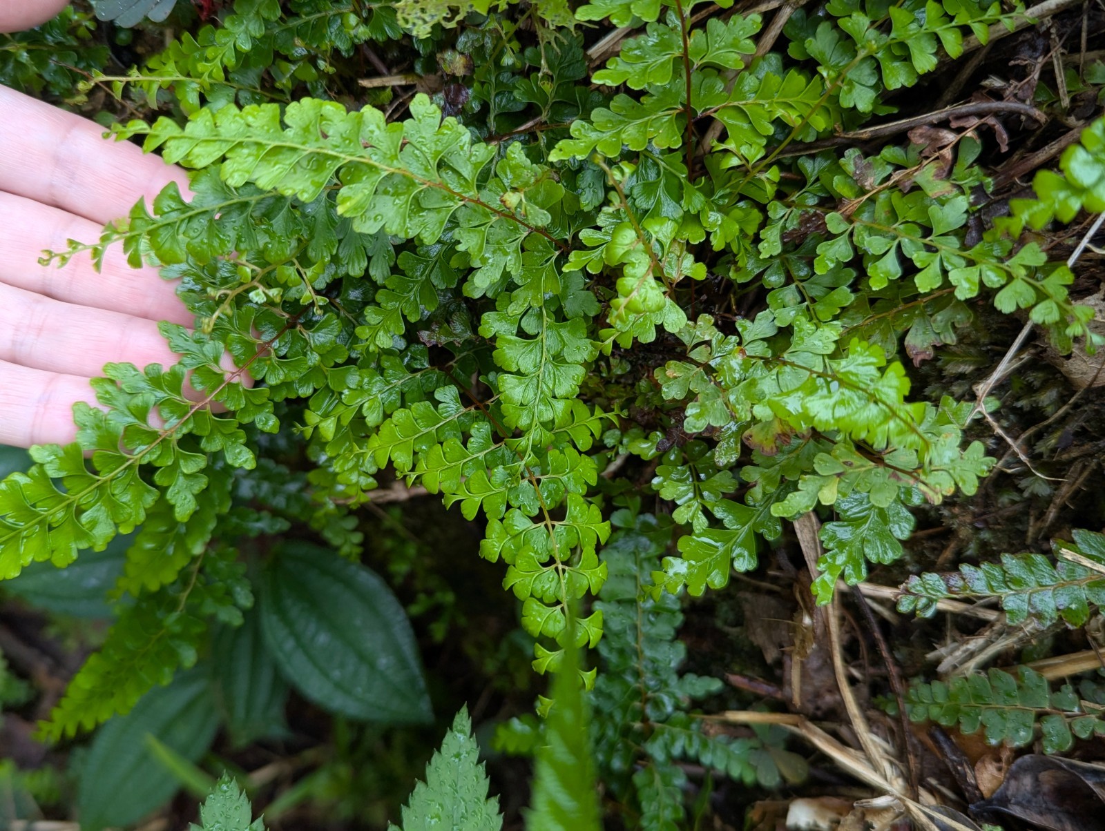x2 EX Rare Bare : Odontosoria Ferns 3″in tall e/a Tropical Spreading Groundcove