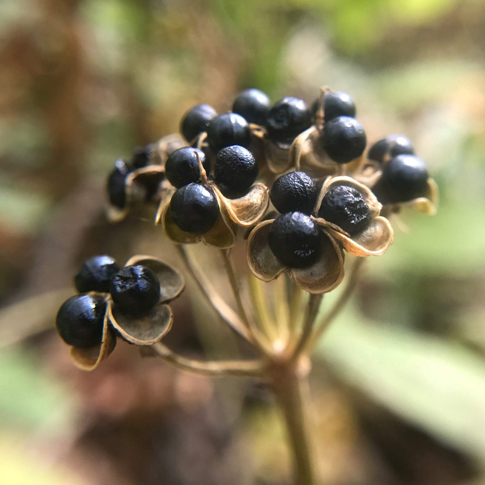 Ramp (Wild Leeks) Seeds (Allium tricoccum) ~Wild Edible Woodland At Risk Species