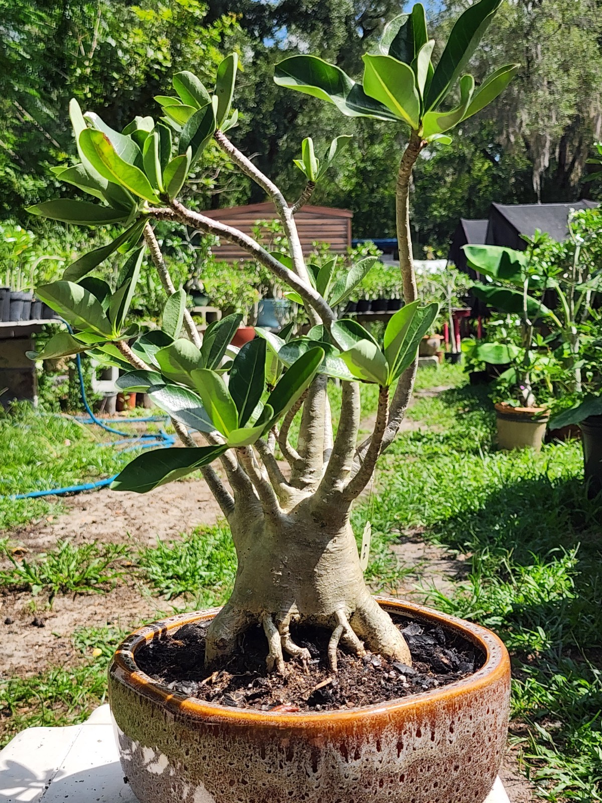 89# Adenium THAI SOKO Desert Rose large / huge . wow with trained roots !