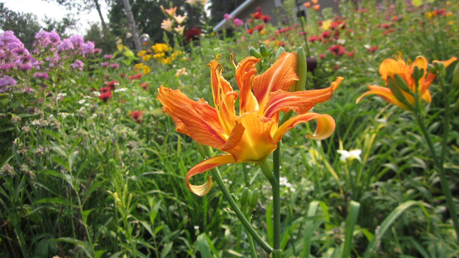 8 mixed Daylily – Lily- BARE ROOTED PLANTS. orange red yellow and bi color