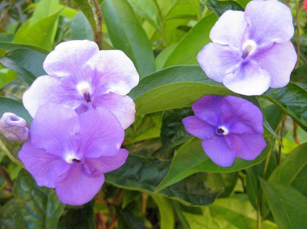 Yesterday Today Tomorrow Brunfelsia Live Plant Purple White Flower 4″ Pot