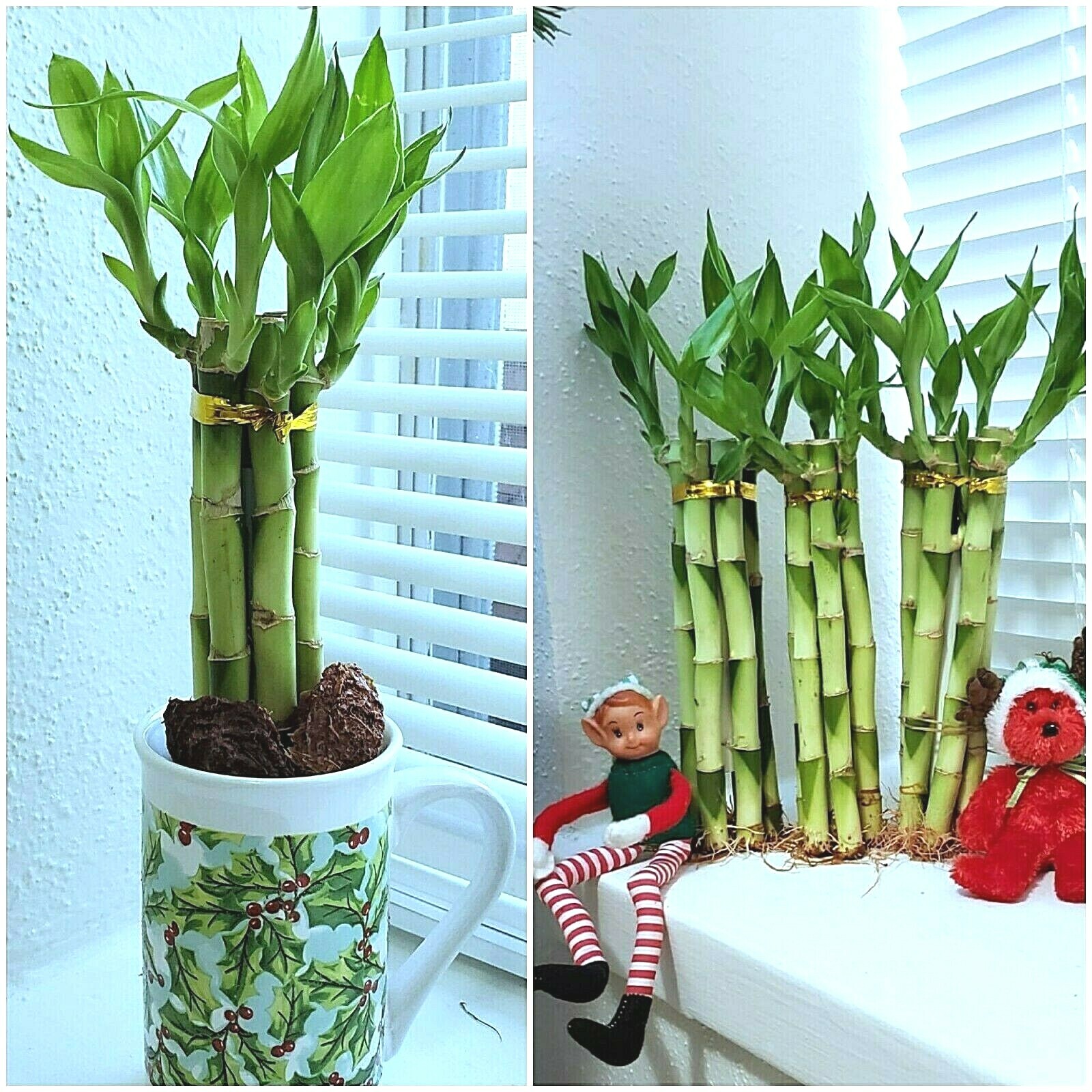 8″ Lucky Bamboo 6 Healthy Plants, Gift, Feng Shui, Water Plant, Free Shipping